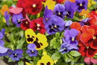 Cultivo de flores de viola para un jardín vibrante