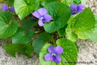 Cultivo de flores de viola para un jardín vibrante