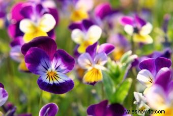 Cultivo de flores de viola para un jardín vibrante