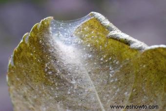 Heliotropo:aprender a cultivar y cuidar la planta tropical