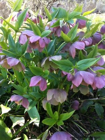 Helleborus