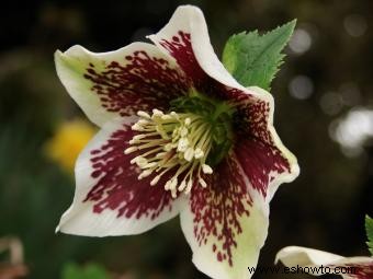 Helleborus