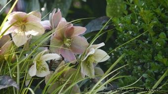 Helleborus