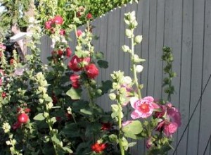 Malvarrosa (Alcea rosea): Guía Completa de Cultivo, Cuidados y Usos en el Jardín