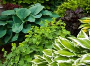 Hostas: Guía Completa de Cultivo, Variedades y Cuidados para Jardines Sombreados