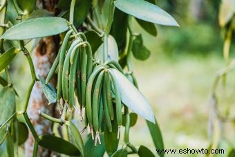 Cómo cultivar vainilla:guía para el éxito dulce