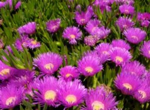 Planta de Hielo: Guía Completa de Cultivo, Cuidados y Variedades Resistentes