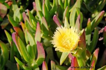 Planta de hielo