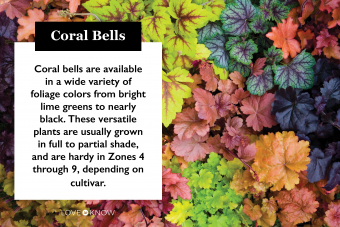 Introducción a la planta Coral Bells (con consejos de cuidado) 