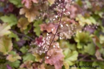 Introducción a la planta Coral Bells (con consejos de cuidado) 