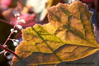 Introducción a la planta Coral Bells (con consejos de cuidado) 