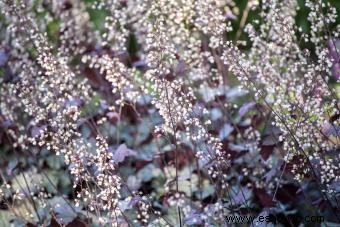 Introducción a la planta Coral Bells (con consejos de cuidado) 