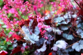 Introducción a la planta Coral Bells (con consejos de cuidado) 