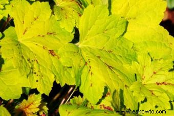 Introducción a la planta Coral Bells (con consejos de cuidado) 