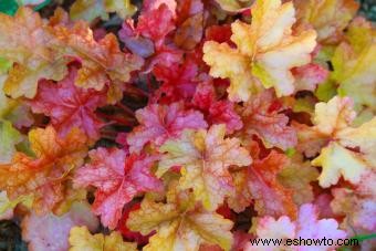 Introducción a la planta Coral Bells (con consejos de cuidado) 