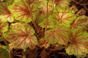 Introducción a la planta Coral Bells (con consejos de cuidado) 