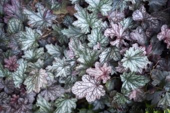 Introducción a la planta Coral Bells (con consejos de cuidado) 