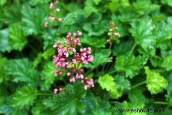 Introducción a la planta Coral Bells (con consejos de cuidado) 