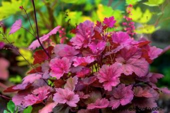 Introducción a la planta Coral Bells (con consejos de cuidado) 