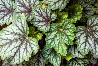 Introducción a la planta Coral Bells (con consejos de cuidado) 