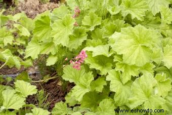 Introducción a la planta Coral Bells (con consejos de cuidado) 