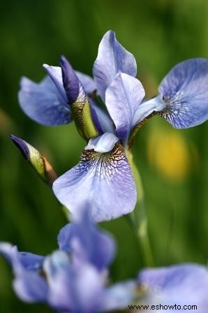 Iris 