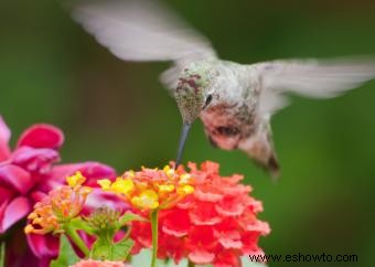 Flores de lantana 