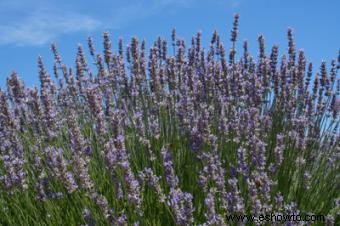 Lavanda 