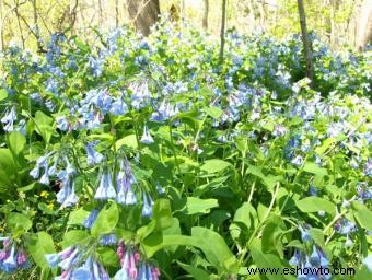 mertensia 