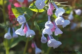 mertensia 