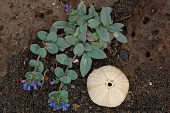 mertensia 