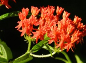 Algodoncillo: Guía Completa para Cultivar esta Planta Estrella de los Jardines de Mariposas