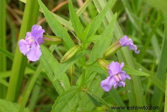 flor de mono 