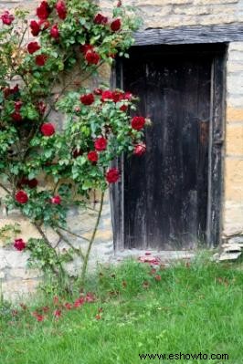 Rosas a la antigua 