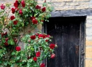 Rosas Antiguas: Guía Completa para su Cultivo Fácil y Encantador