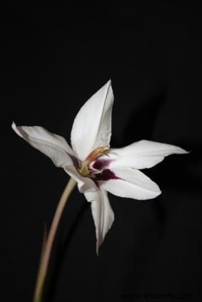 orquídeas pavo real 