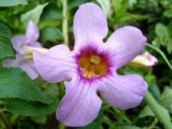 Flores de trompeta perenne 