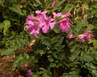 Flores de trompeta perenne 