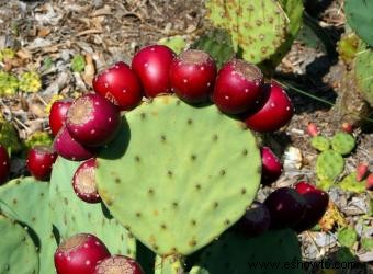 Nopal