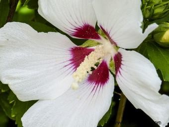 Malva rosada