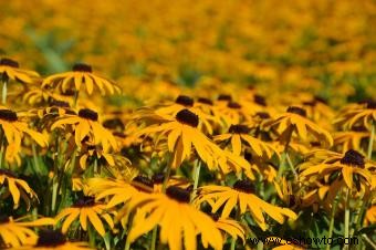 Rudbeckia