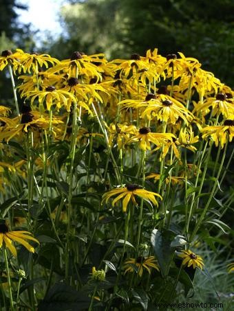 Rudbeckia