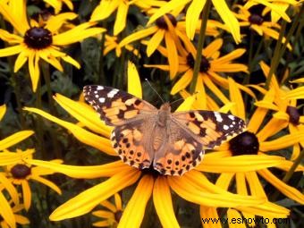 Rudbeckia