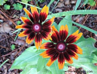 Rudbeckia