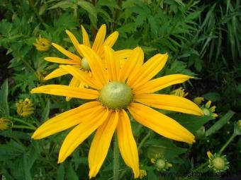 Rudbeckia