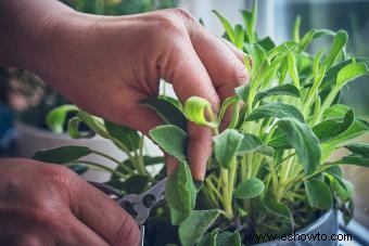 Guía de cuidado y cultivo de plantas de salvia