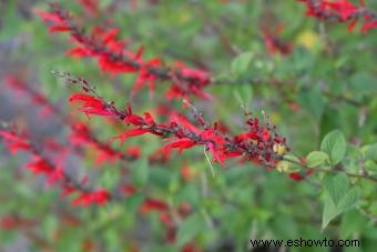 Guía de cuidado y cultivo de plantas de salvia