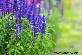 Guía de cuidado y cultivo de plantas de salvia