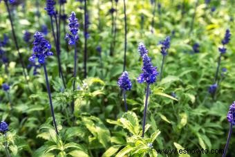 Guía de cuidado y cultivo de plantas de salvia