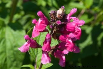 Guía de cuidado y cultivo de plantas de salvia